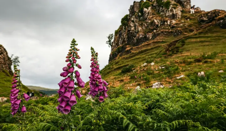 Scotland launches strategy with 10 urgent actions to save its plants