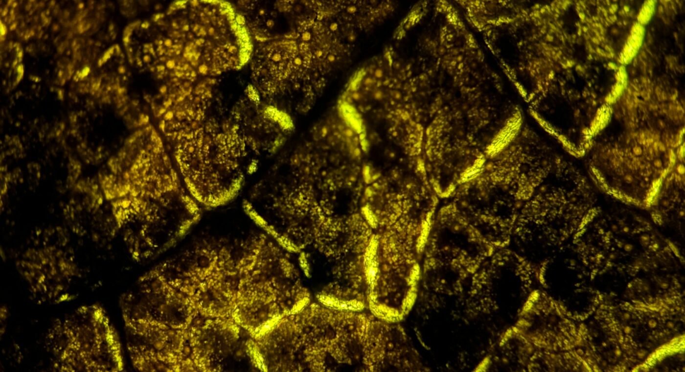 Cientistas suecos querem cultivar materiais fortes a partir de células vegetais — fotografia Unsplash