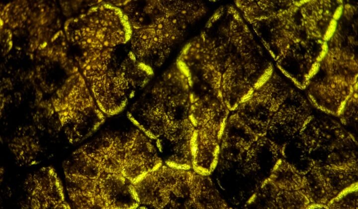 Swedish scientists aim to grow strong materials from plant cells