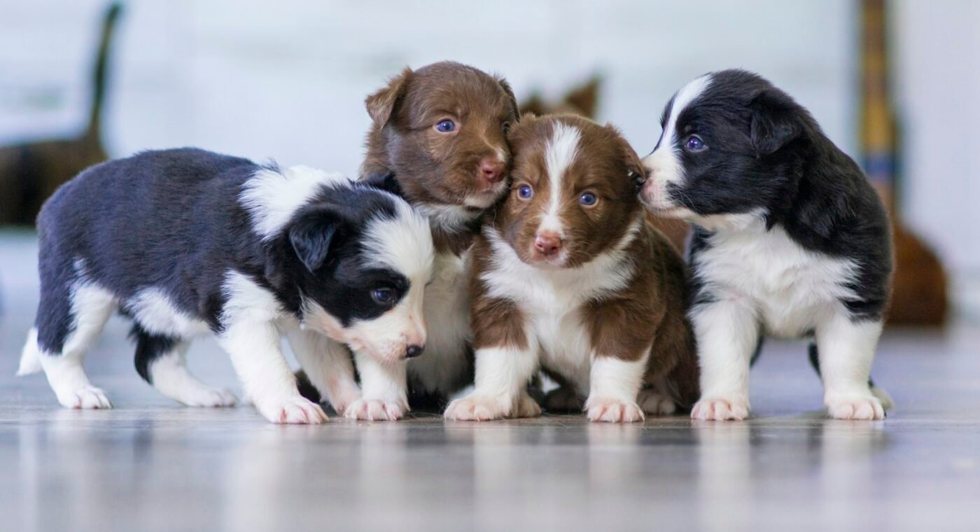 Six puppies born live on Yle's Pentulive dog stream