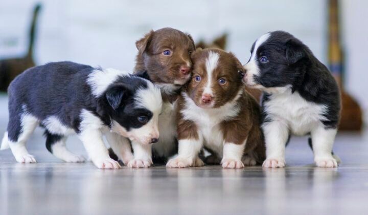 Six puppies born live on Yle's Pentulive dog stream