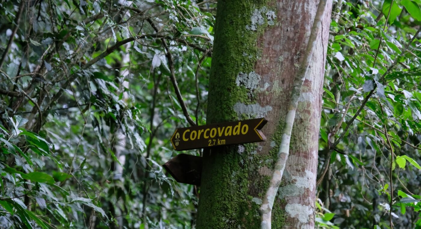 New amphibian species named «Maria» honours an enslaved woman who replanted Tijuca Forest