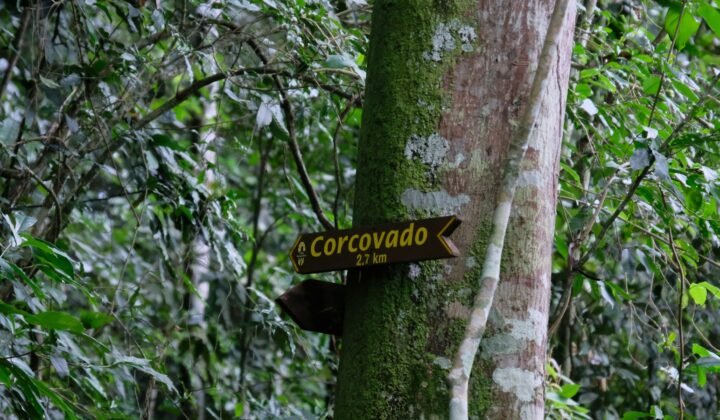 New amphibian species named «Maria» honours an enslaved woman who replanted Tijuca Forest