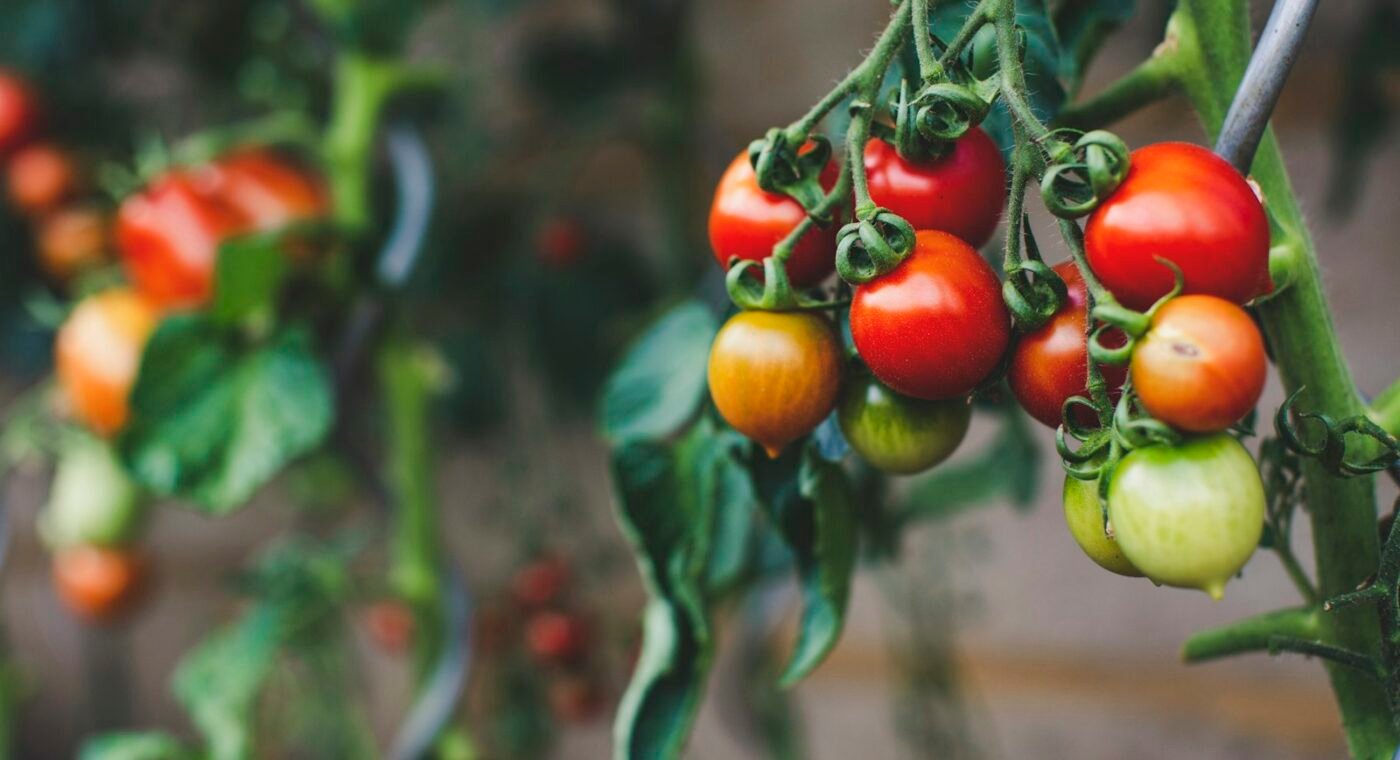 Quatro aminoácidos podem tornar o tomate mais resistente à sua principal praga