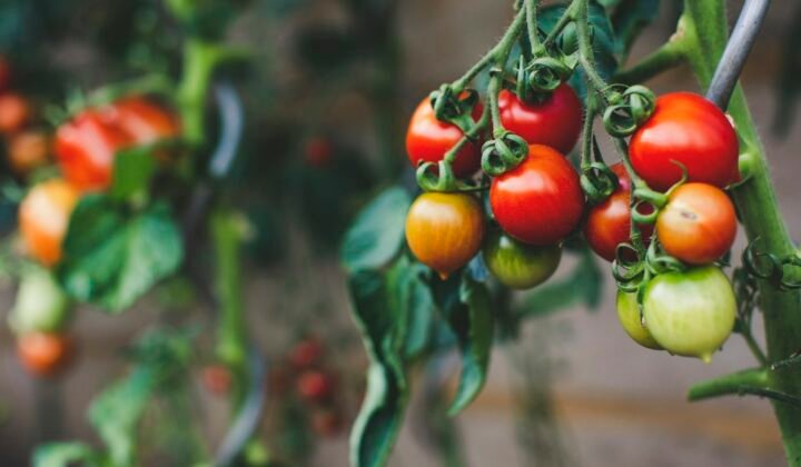 Quatro aminoácidos podem tornar o tomate mais resistente à sua principal praga