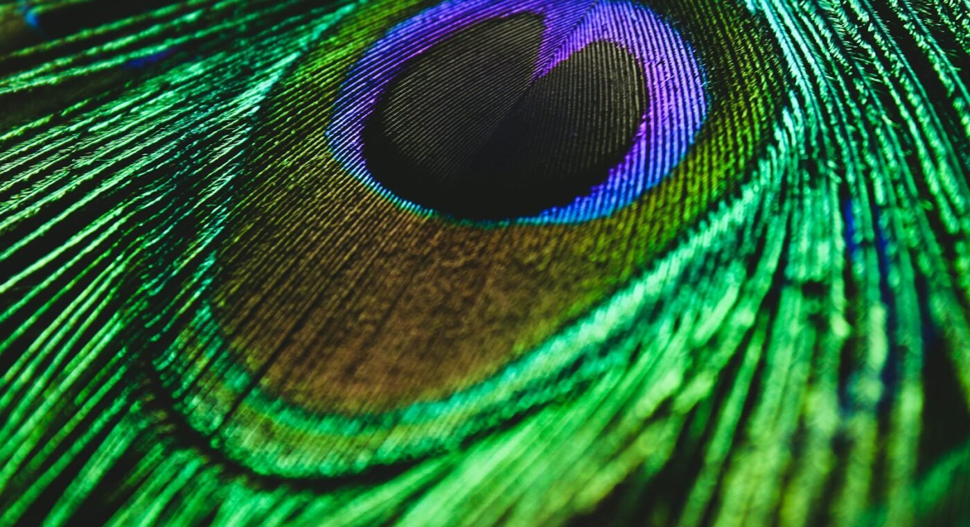 University of Porto scientists explain the "rainbow" in bird feathers