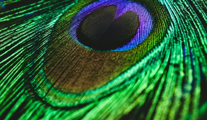 University of Porto scientists explain the "rainbow" in bird feathers