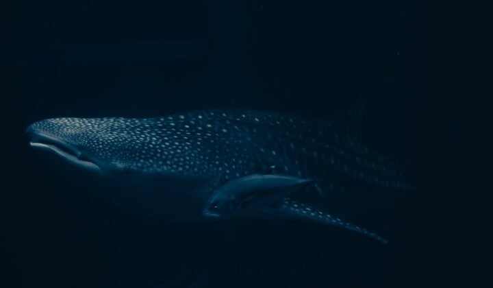 L’UCLouvain découvre qu’un requin lumineux utilise la lumière de son ventre pour chasser sans être vu