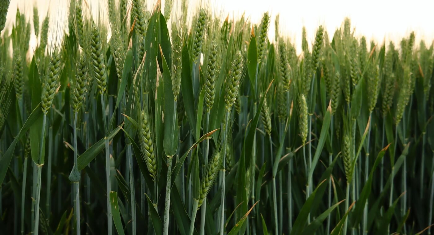 St Petersburg university tests seed coating that boosts wheat yields