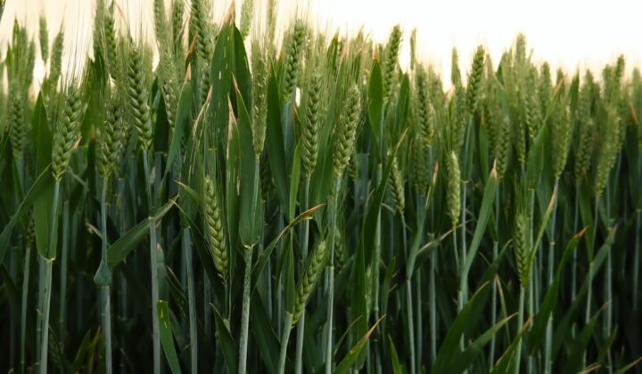 St Petersburg university tests seed coating that boosts wheat yields