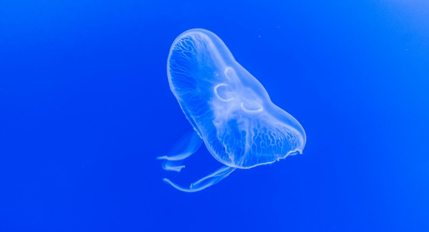 Paper-thin robot swims using a single layer of muscle cells