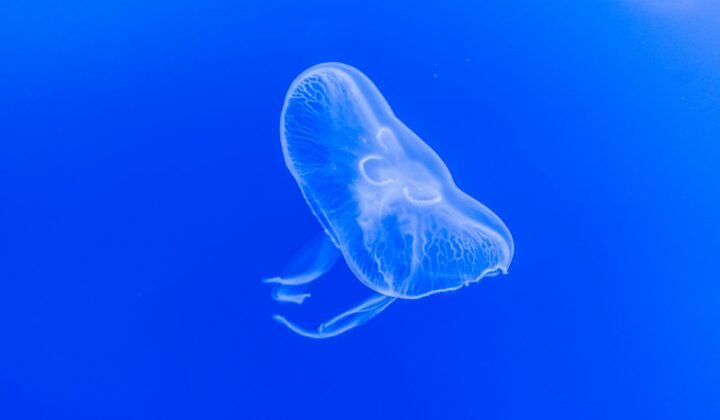 Paper-thin robot swims using a single layer of muscle cells