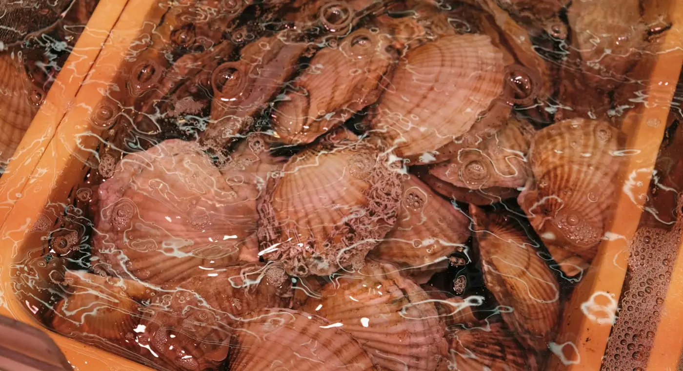 Argentine scientists repopulate natural scallop beds in Patagonia