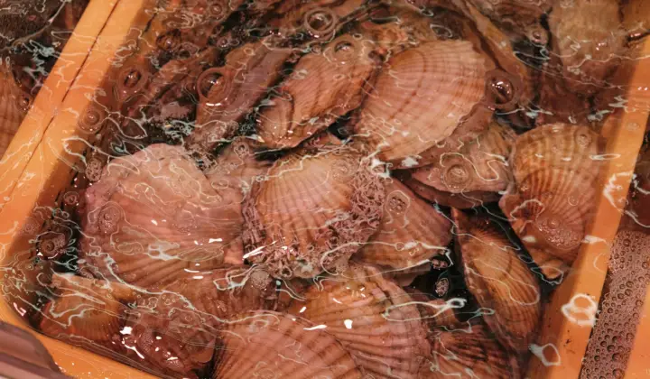 Des scientifiques argentins repeuplent des bancs naturels de pétoncles en Patagonie