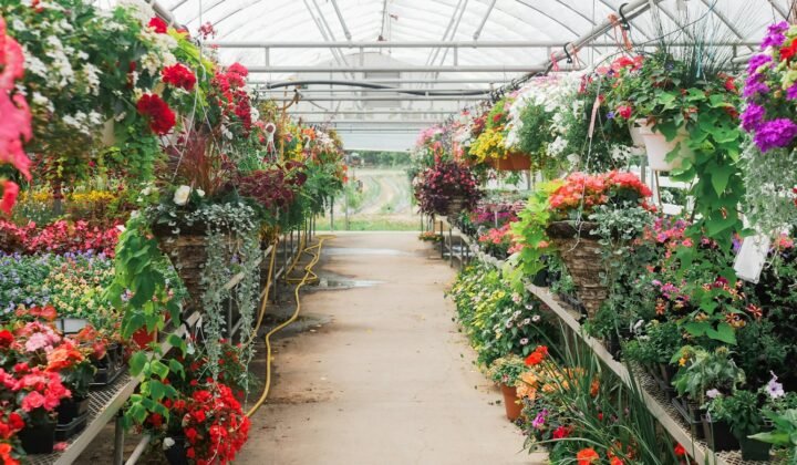 Viveiros florestais da Turquia produziram mais de 19 milhões de plantas para embelezar as cidades